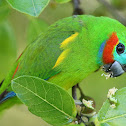 Double-eyed Fig-parrot