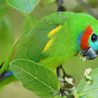 Double-eyed Fig-parrot