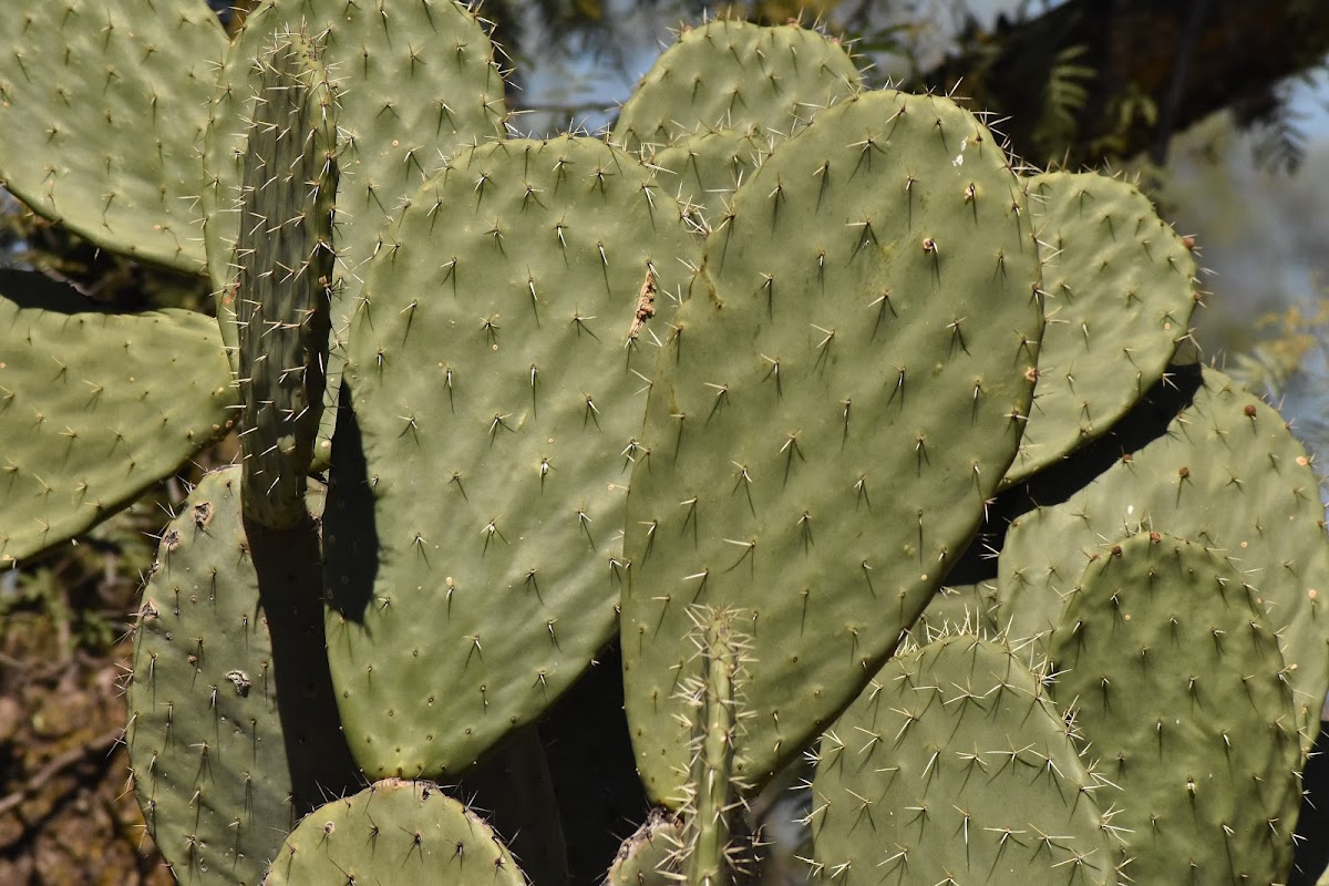 Prickly Pear Cactus