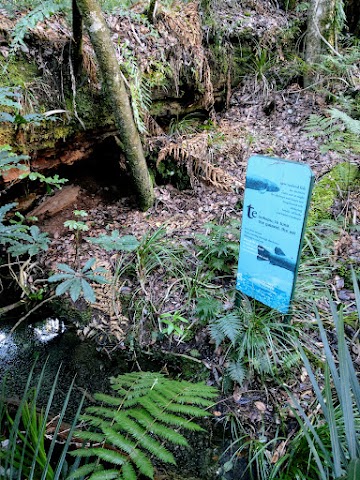 Trounson Kauri Park stream with eels and fish