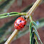 Multicolored Asian Lady Beetle