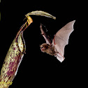 Hardwicke's woolly bat