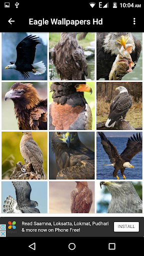 Eagle Wallpapers Hd