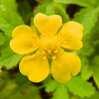 Creeping Cinquefoil