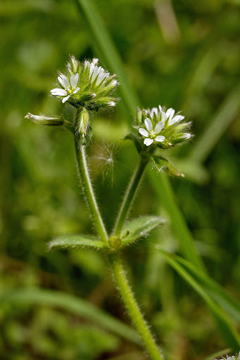 Cerastium glomeratum