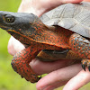 Painted Turtle