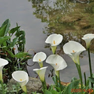 【竹子湖】苗榜花園餐廳