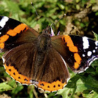 Red Admiral