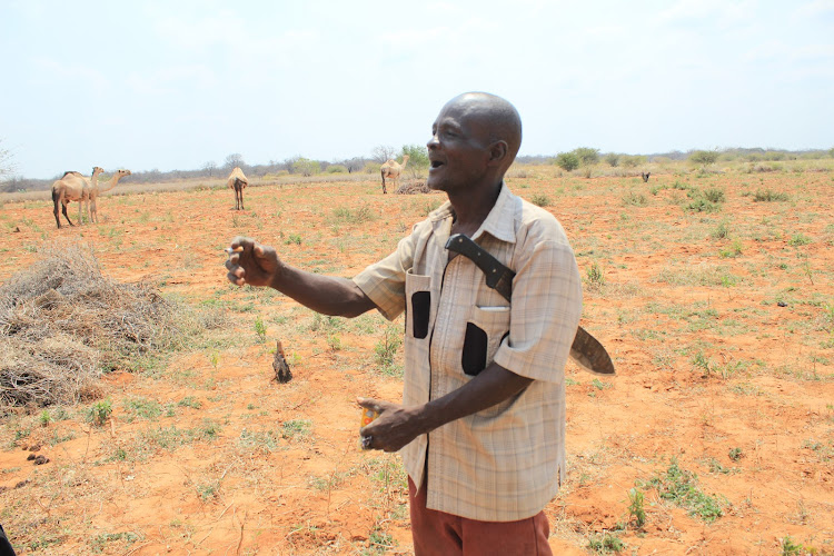 Kithuka pleaded with regional leaders to come to the farmers rescue as the invasion left them with nothing to harvest