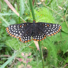 Baltimore Checkerspot