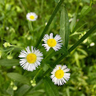 Eastern Daisy Fleabane