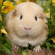 Guinea Pig Wallpapers and New Tab