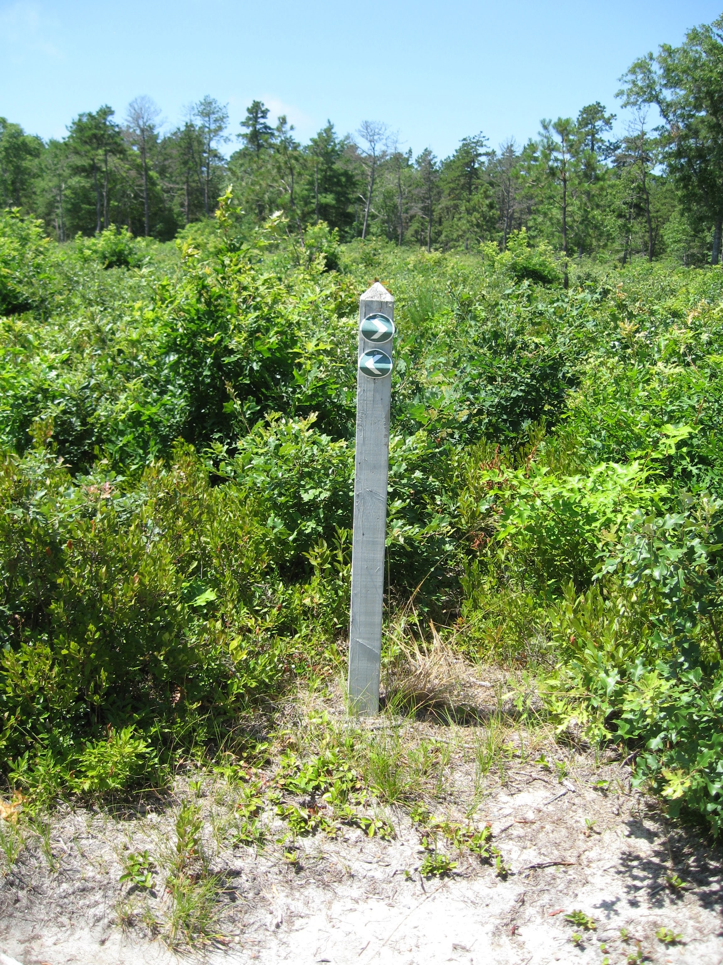 trail marker at the Pine Barrens