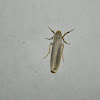 Scarce footman moth