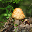 Blusher Mushroom