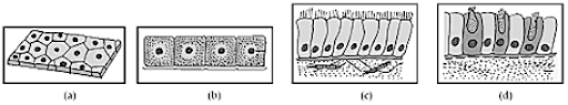 Epithelial Tissues or Epithelia