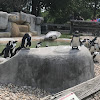 African penguin