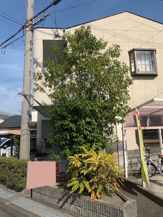 Nボックス+カスタムの金使わないなら頭使おうよ・いつもイイネ&コメントありがとうございます🙇‍♂️・剪定・給油⛽️・セブンでルーティンコーヒーに関するカスタム事例の投稿画像5枚目