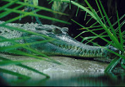 West African Slender-snouted Crocodile