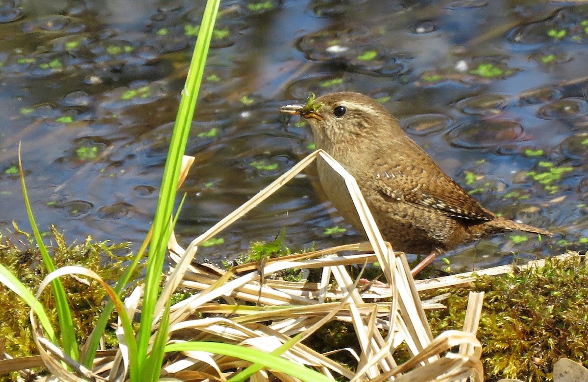 Eurasian Wren