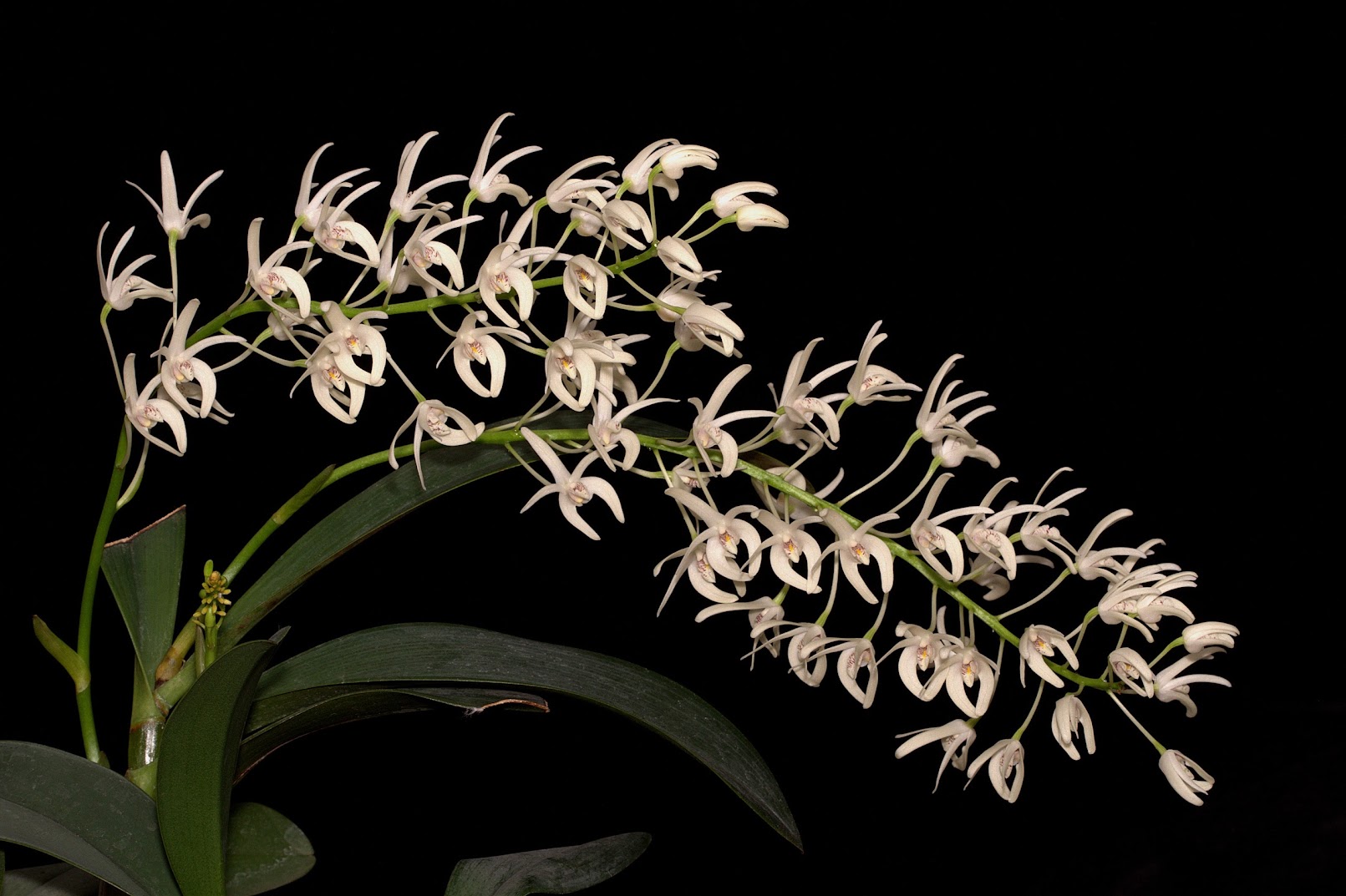 Dendrobium speciosum SUESf3eGbQIinODjYxFsP2SCl4KvQ0tLgFxCX_7Zeijil5vCZ2vLinLBRGLU7alsn33FQnAU7iZgFXULBGhDZWqIGPfQutUGLjZDJ3rWl3ipE3Lyi7IrKrUzU6LiAc3wrM7P4meHcz_m2Cf77JiPZJ75Wdttl-n_SlwN4ivXt2g0FkwV1oV5WcrY6Xa0RL7xlaN_JBRa14jFKYpcRTXvJPDSdRUMS4jRkWlCgpoayeVzTuFQUf0GIXuLNXolWUF6glP98H1l6GmhmQTjcTyU0igNqvR80nKPRywGg9pHN91fCtk_9DySe7mA4gOYMffpj8_26UUf3G7Q7pgFG-pM1cyluqhEKLDx38fdhllc0PNFRKGRFIyjRpgWA8jN1gvMLasKXLMcxTuiOG1GLDXV6EdqAanpzM_fkWfsbd7N6VLU5AUGAn3X3yJKFsv0AoiVods86UyZTe8_aoZMlQqO8mUbpbX6DxZubcWoT3HpceCX1D09d201s7_ofwuJ96v_UFApA-tJ0puA04kktECVFeI8njCuaESlXXjzHSZxM2cmgLhds6WHF9fkTkkMNLb5aMil3vn68lTiF_oLi1Q2l-ZST9KtgqFrJBBJI2T3LV3gJLXgVFopMuJE1SFAsxp6gdhW6qg4nM1tMcOso_Sm10PM_nBT1ie7K3A0DxWKQA=w1611-h1073-no