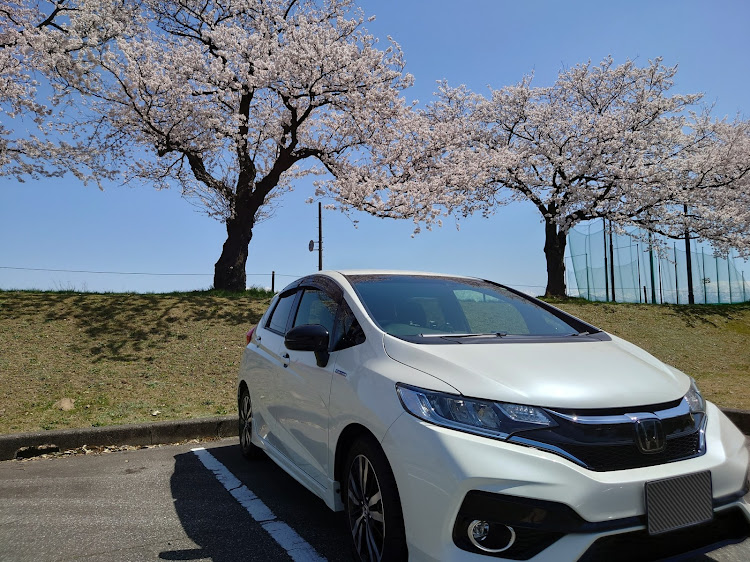 フィットのFIT3・桜とコラボ🌸・立山連峰とコラボに関するカスタム事例の投稿画像1枚目