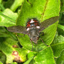 Tachinid Fly