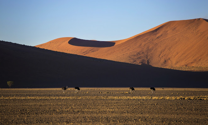 Namib di codadilupo