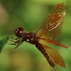 Eastern Amberwing