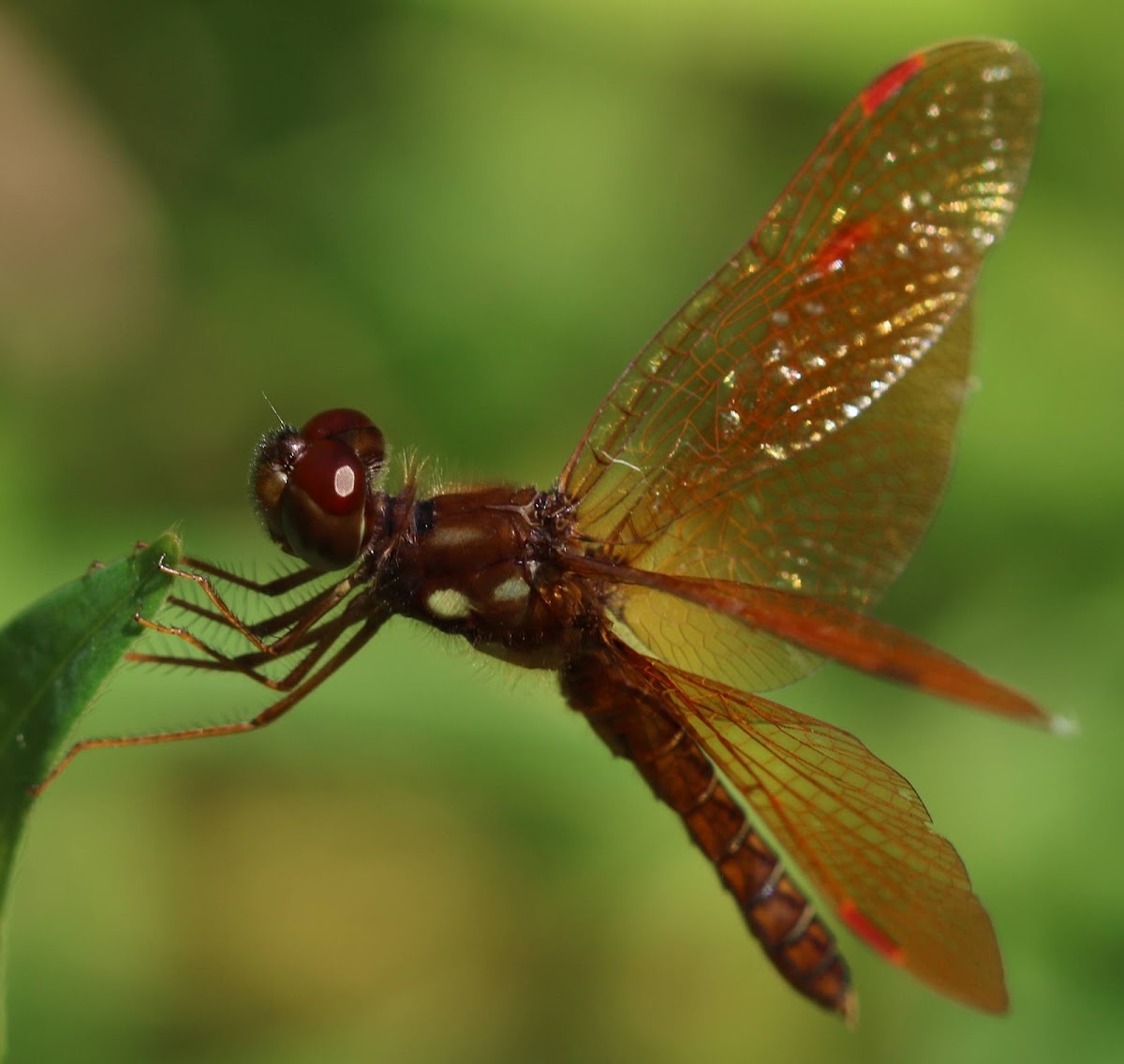 Eastern Amberwing