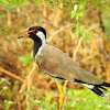 Red-wattled lapwing