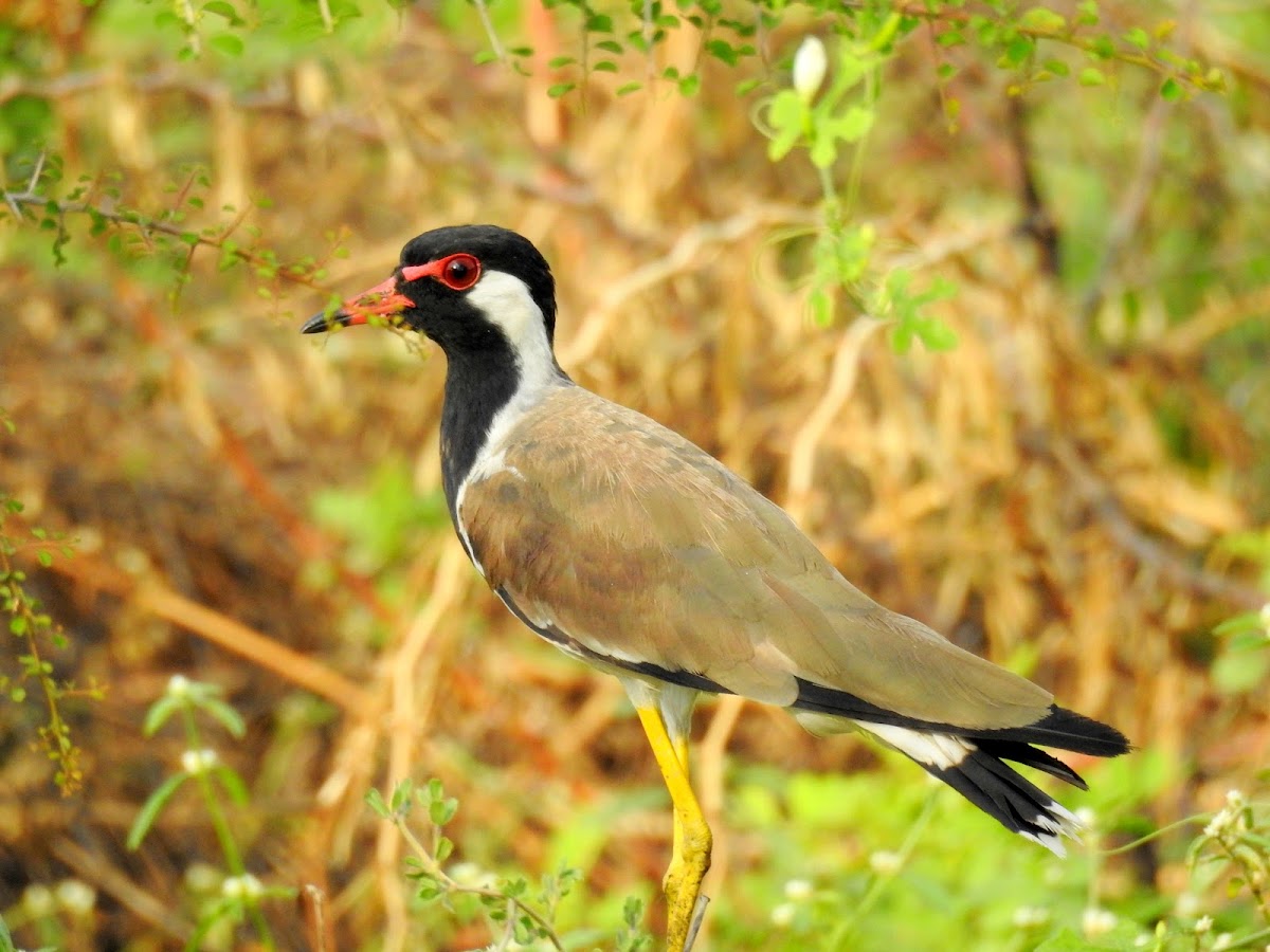 Red-wattled lapwing