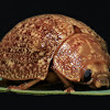 Variole Paropsine Beetle