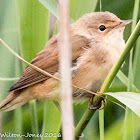 Reed Warbler