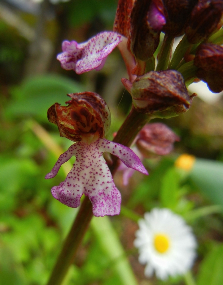 Orchidea bambina. di veronica.er