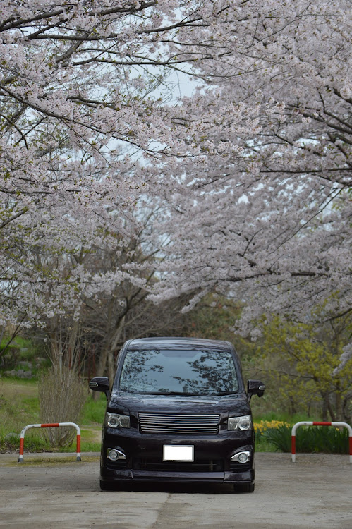 ヴォクシーのworkwheels・WORK VARIANZA T1S・サクラと愛車・桜とコラボ・カメ活📷️に関するカスタム事例の投稿画像2枚目
