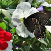 Spicebush Swallowtail