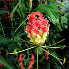 Flame Lily