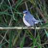 Tickell's blue flycatcher