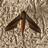 Tersa sphinx moth