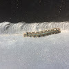 Tent caterpillar