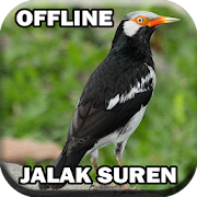 Kicau Jalak Suren Gacor Ngerol  Icon