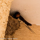 Barn Swallow; Golondrina Común