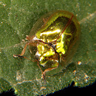 Golden tortoise beetle