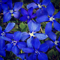 #blue #bleu #genziana #mountain #mountains #ig_valdaosta #igersvalledaosta #flowers #igersitalia #love #love_natura #loves_valledaosta #macro #natura di 