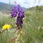 Tassel Hyacinth