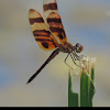 Halloween Pennant