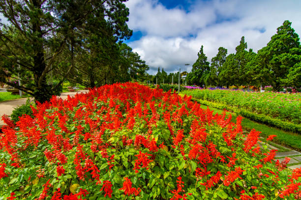 anh hoa da lat