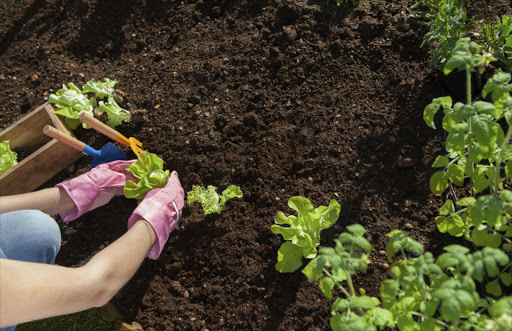 If you plan on planting vegetables in your new garden, remember that most will benefit from at least six hours a day.