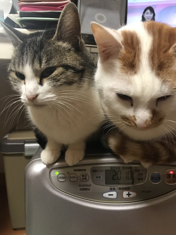ミニ ハッチバックの愛猫紹介・【CT愛猫部】・1日1猫に関するカスタム事例の投稿画像4枚目